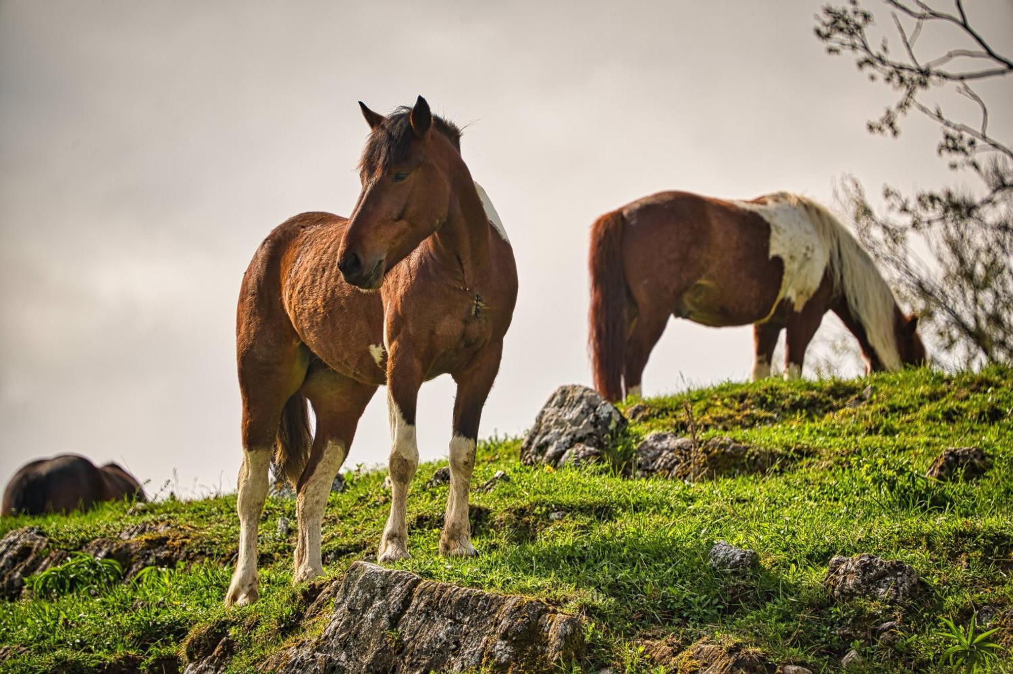 Cowboy'S Land Hotel Visnja Gora Luaran gambar