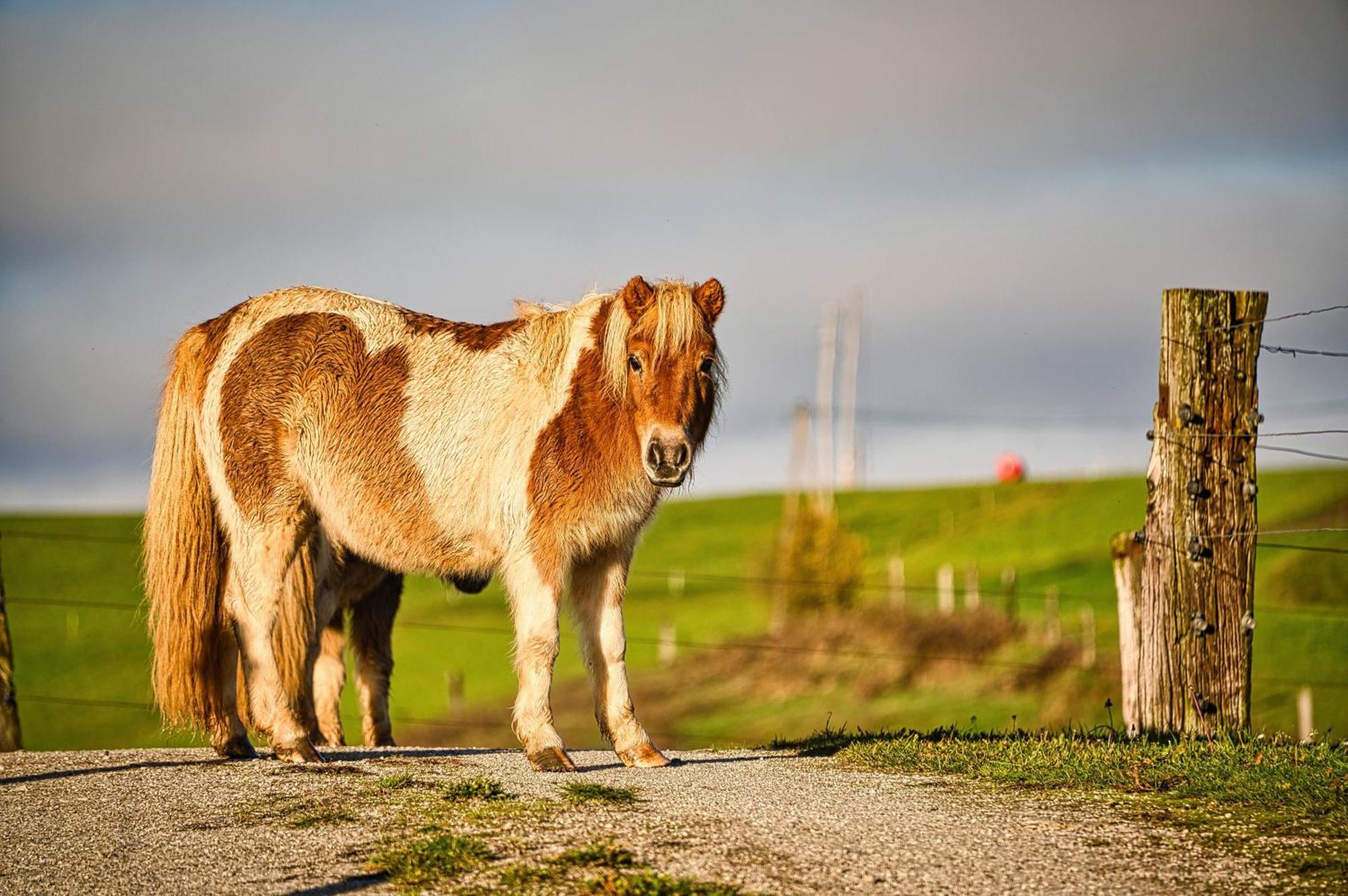 Cowboy'S Land Hotel Visnja Gora Luaran gambar